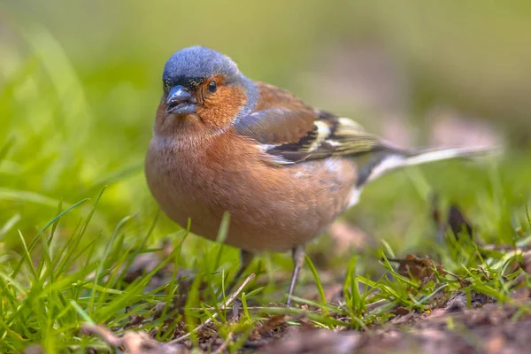 Chaffinch on lawn looking — Stock Photo, Image