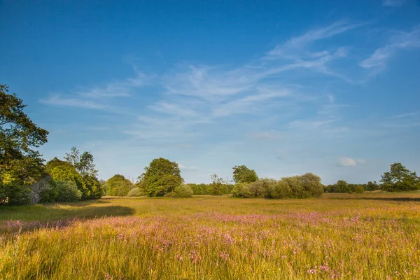 Doğal kelebek Habitat