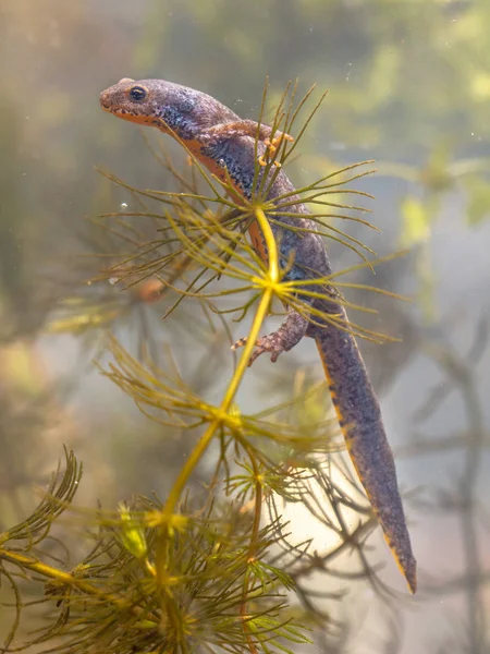 沉水休息在植物的雄性高山蝾螈 — 图库照片