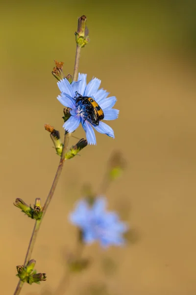 Flores de achicoria silvestre con Trichodes Beetle —  Fotos de Stock