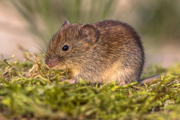 Campagnol de rivage dans la végétation de mousse naturelle — Photo