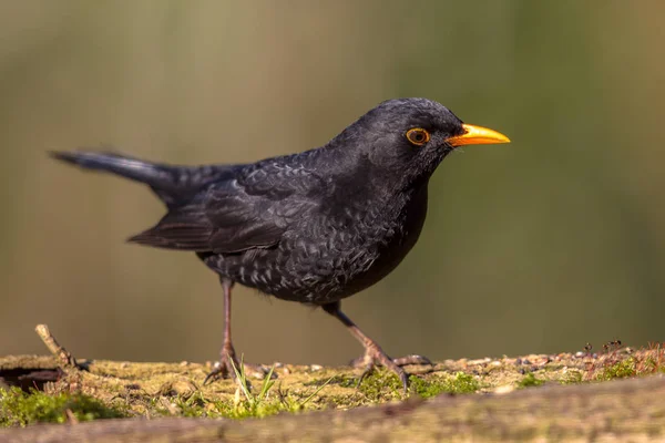 Pájaro negro común mirando hacia abajo —  Fotos de Stock