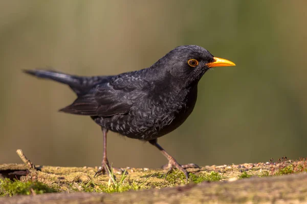 Koltrast tittar ner — Stockfoto