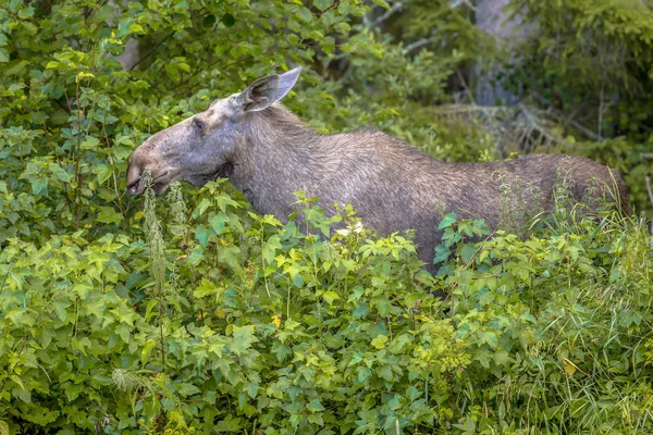 Female moose or elk  foraging on leaves — Stock Photo, Image