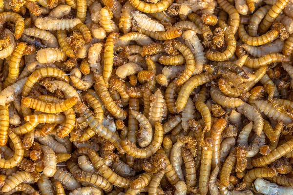 Larvas de vermes farináceos fundo — Fotografia de Stock
