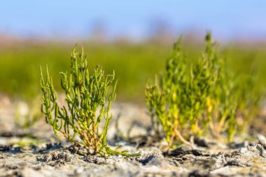Yenilebilir ortak glassworth saltmarsh üzerinde