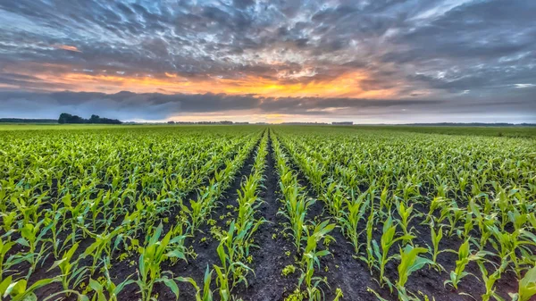 Kukorica a területen a lenyugvó nap — Stock Fotó