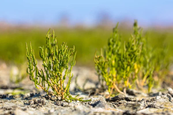 Edible Common Glassworth on saltmarsh — стоковое фото