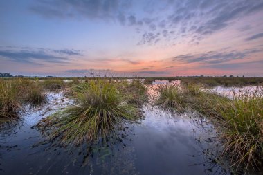 Pastel günbatımı altında yumuşak Rush büyük kümeleri