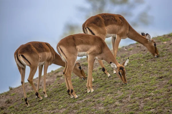 Üç Impala grup — Stok fotoğraf