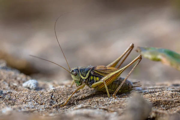 Roesels arbusto críquete em habitat natural — Fotografia de Stock