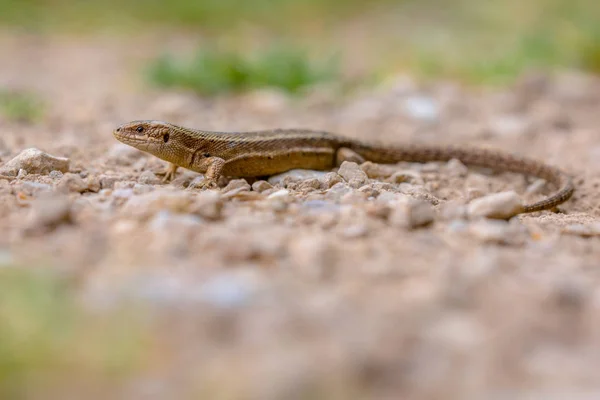 Viviparous lizard on gravel — Stock Photo, Image