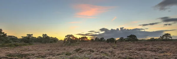 Panorama of heathland landscape — Stock Photo, Image