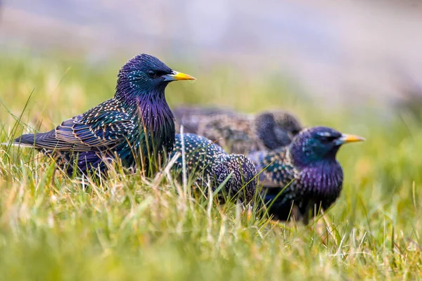 Vilda lövgroda — Stockfoto