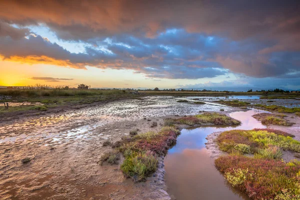 Pântano do estuário ao nascer do sol — Fotografia de Stock