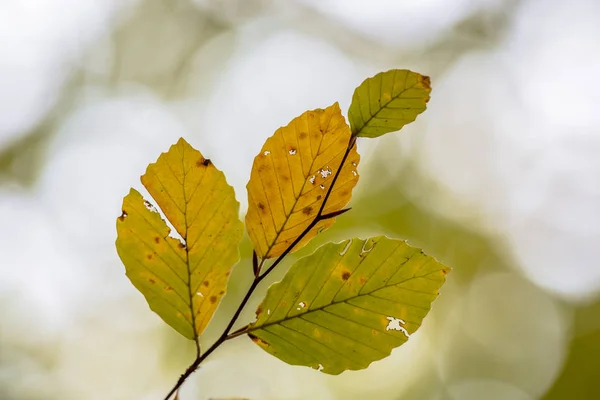 Κακοποιημένων Autum φύλλα οξιάς — Φωτογραφία Αρχείου