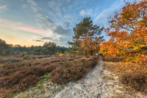 Autumn heathland landscape path — Stock Photo, Image