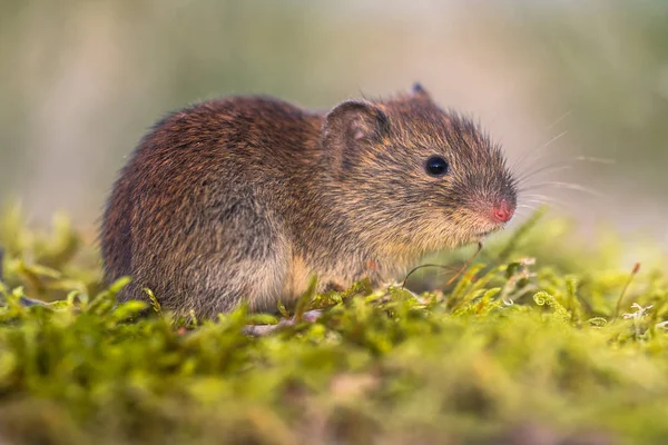 Bank vole in natural environment — Stock Photo, Image