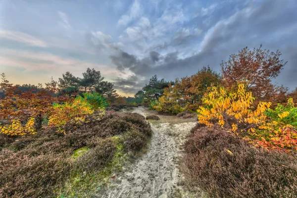Herbstlicher Heideweg — Stockfoto
