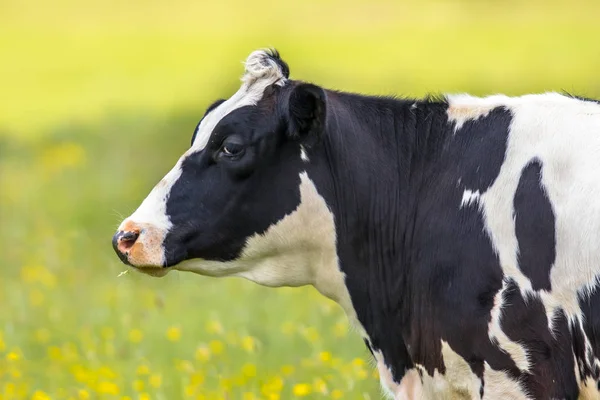 Portret fryzyjski krowa na jasne tło zielony — Zdjęcie stockowe