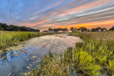 Tipik yusufçuk habitat Hollanda