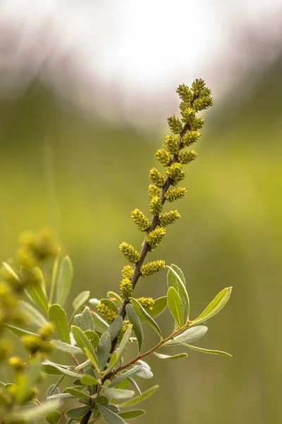 Flor de mirto de pantano — Foto de Stock