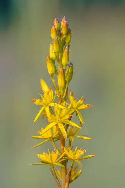 Részletes képet Bog Asphodel virág — Stock Fotó