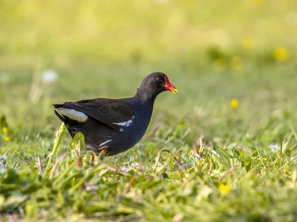 Comune gallinella d'acqua che cammina nell'erba verde — Foto Stock