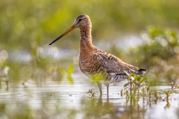 Czarny tailed Godwit wader ptak w bagno naturalne siedliska — Zdjęcie stockowe