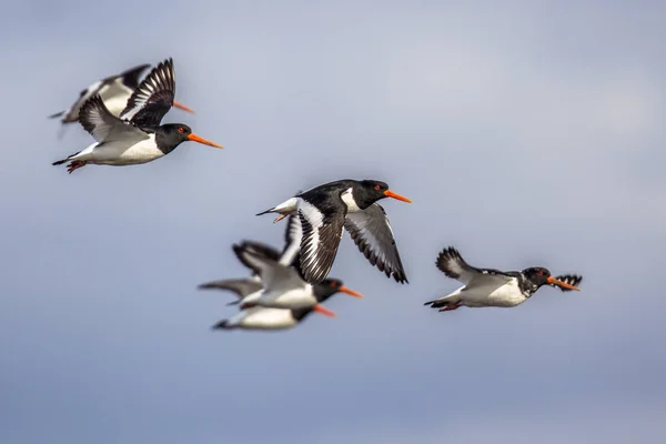 Група літаючих євразійських oystercatcher — стокове фото