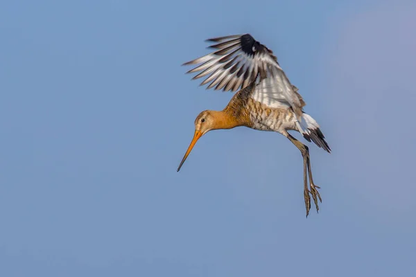 Pássaro Godwit wader de cauda preta a preparar-se para aterrar — Fotografia de Stock