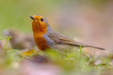 Avrupa kırmızı Robin sonbahar Bahçe çim
