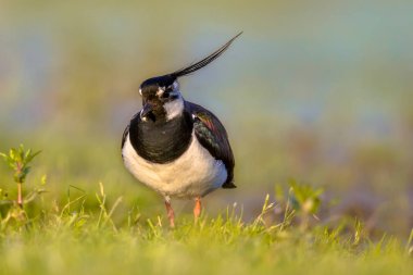 Sıcak renkler ile otlak habitat içinde Kuzey kız kuşu