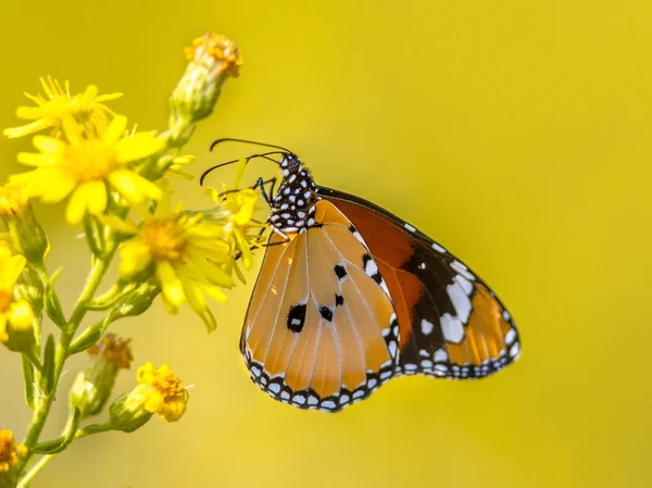 Plain tiger butterfly perched on flower — Stock Photo, Image