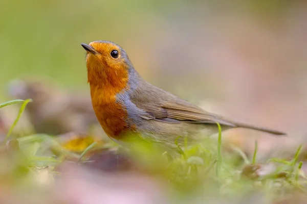 Robin rojo europeo en el césped jardín otoñal — Foto de Stock