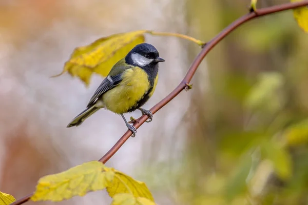 Gartenvogel Kohlmeise mit gelben Herbstblättern — Stockfoto