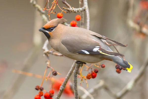 Bohemian waxwing winter guest — Stock Photo, Image