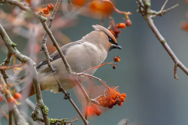 Bohemian waxwing during winter migration — Stock Photo, Image