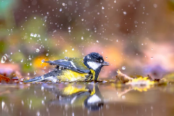 Oiseau de jardin Grande mésange baignade — Photo