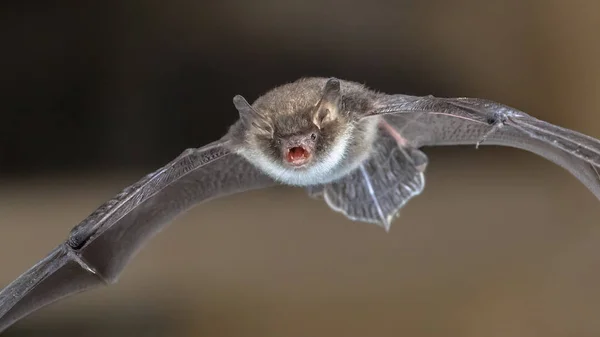 絮叨蝙蝠在飞行中 — 图库照片