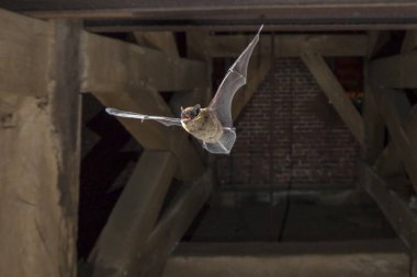 Kilise kulesi içinde uçan pipistrelle kriket sopası