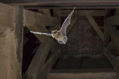 Flying pipistrelle bat in church tower clipart