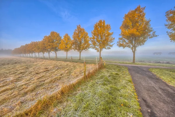 Rij van gele herfst bomen — Stockfoto