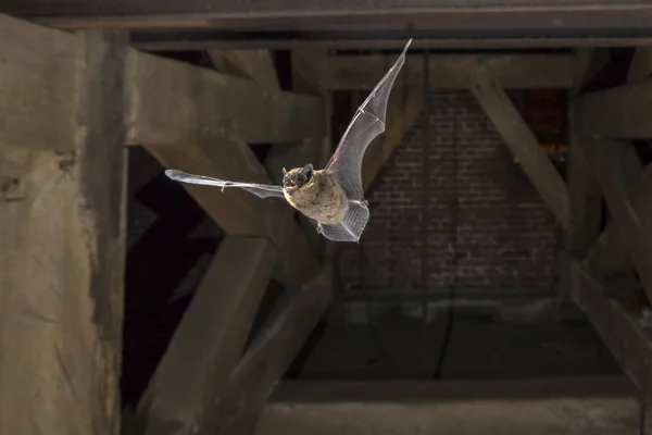 Pipistrelle voador morcego na torre da igreja — Fotografia de Stock