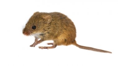 Beyaz sevimli hasat fare