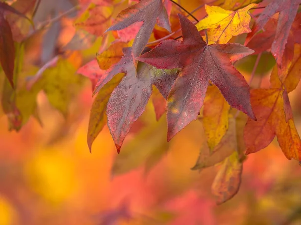Autumnal colored maple leaves — Stock Photo, Image