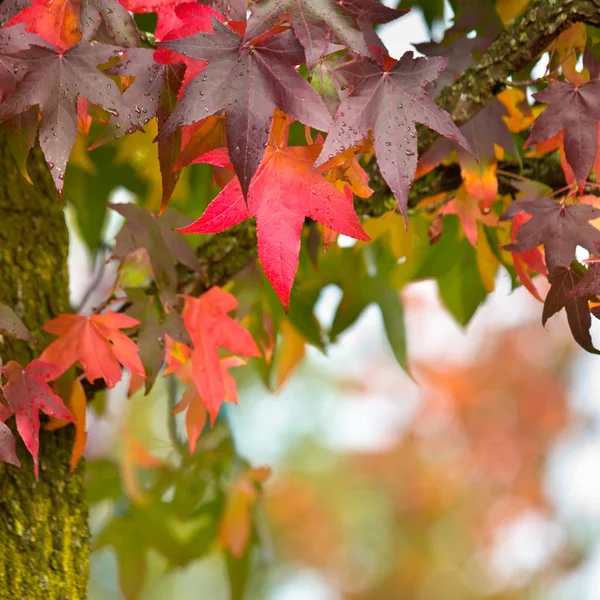 Concepto de otoño colorido — Foto de Stock