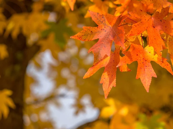Albero con foglie d'acero color arancio — Foto Stock