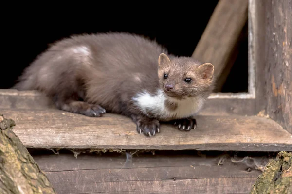 Beech marten resting in window sill — Stock Photo, Image