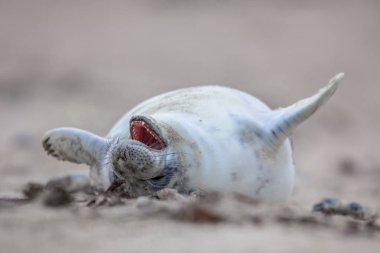 baby seal laughing out loud clipart